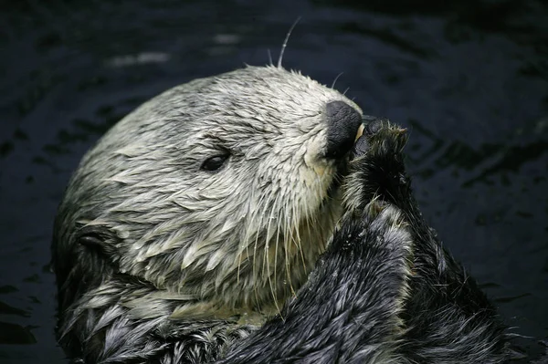 Loutre De Mer enhydra lutris — стоковое фото