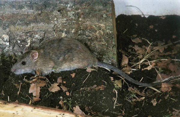 SURMULOT ratto norvegicus — Foto Stock