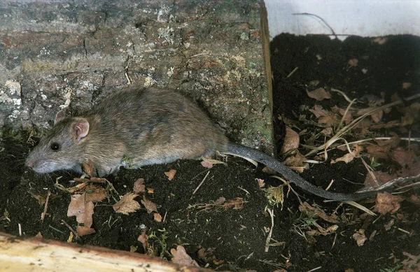 SURMULOT rattus norvegicus — Stok Foto