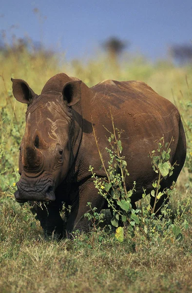 Rhinoceros Blanc ceratotherium simum — Fotografia de Stock