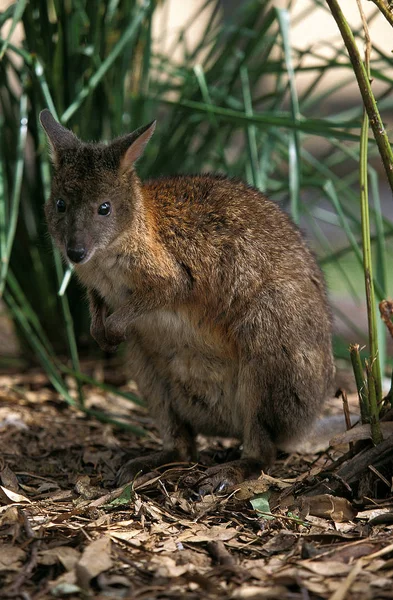 Wallaby Pademelon thylogale billiardieri — Stockfoto