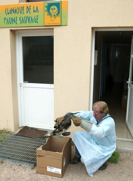 Dame Blanche Veterinär — Stockfoto