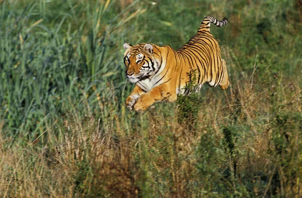 TIGRE DU BENGALE panthera tigris tigris — Stock Photo, Image