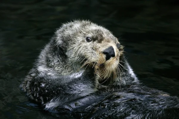 Loutre De Mer enhydra lutris —  Fotos de Stock