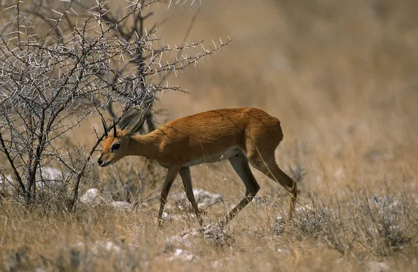 Steenbok raphicerus campestris — стоковое фото