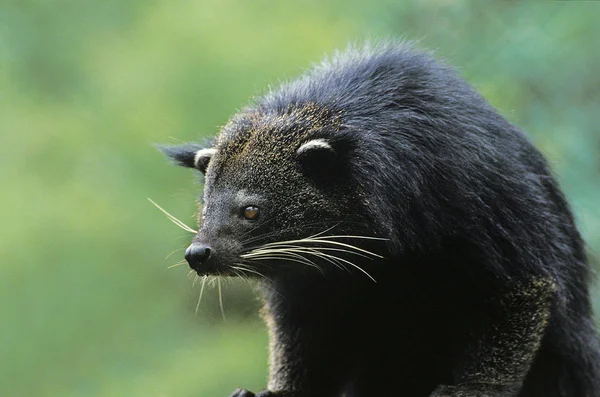 Binturong arctictis binturong — стоковое фото