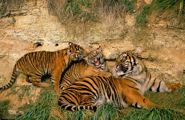 Tigre De Sumatra tigris panthera sumatrae — Fotografia de Stock