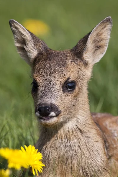 CHEVREUIL capreolus capreolus — Stock Photo, Image