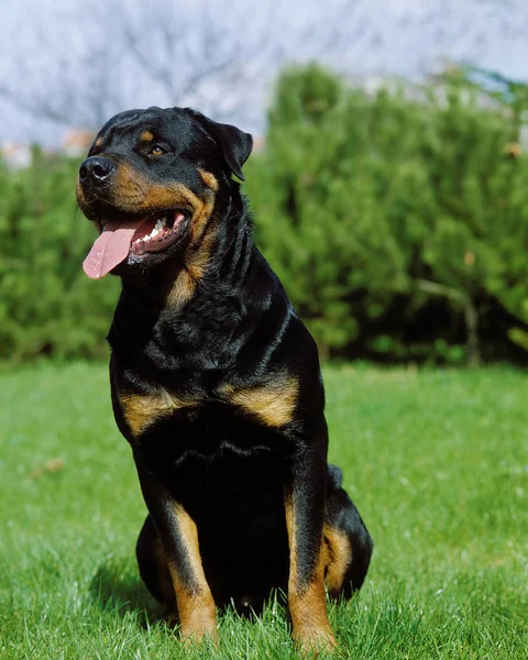 RottweilerRottweiler — Foto Stock