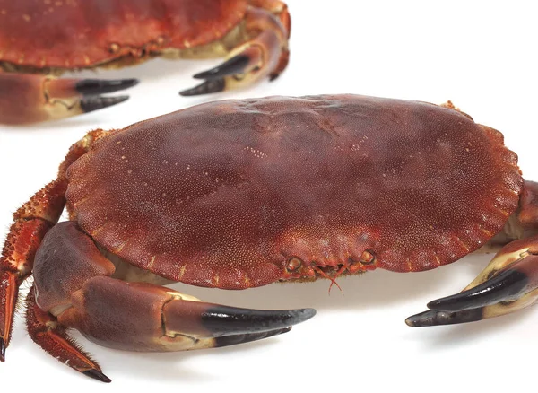 5 627 Cancer Crab Stock Photos Images Download Cancer Crab Pictures On Depositphotos 5 627 Cancer Crab Stock Photos Images Download Cancer Crab Pictures On Depositphotos