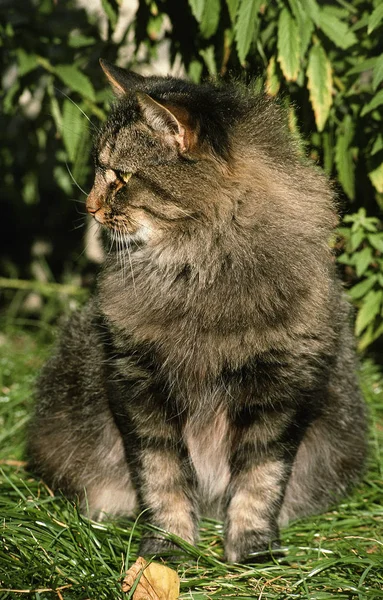 Skogkatt Imagem De Stock