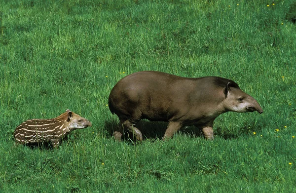 TAPIR DU BRESIL tapirus terrestris — Stock Image TAPIR DU BRESIL tapirus terrestris Stock Photo