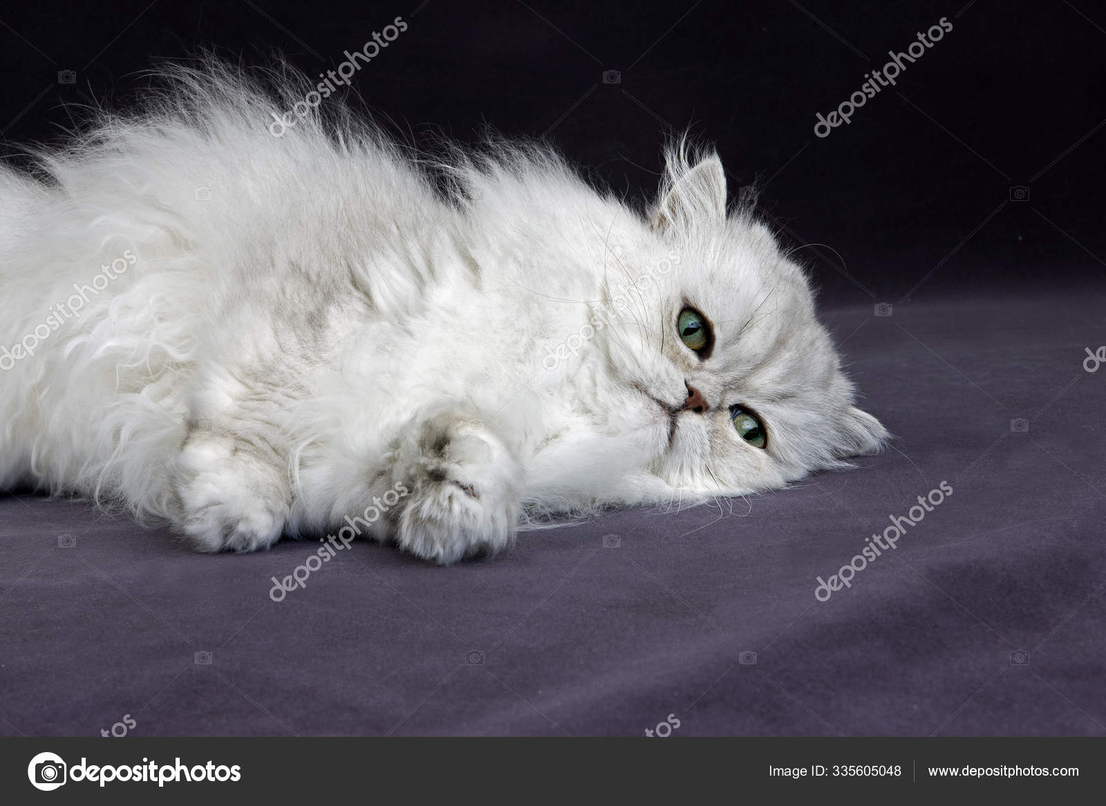 Chat Persan Chinchilla Argent Images Libres De Droit Photos De Chat Persan Chinchilla Argent Depositphotos