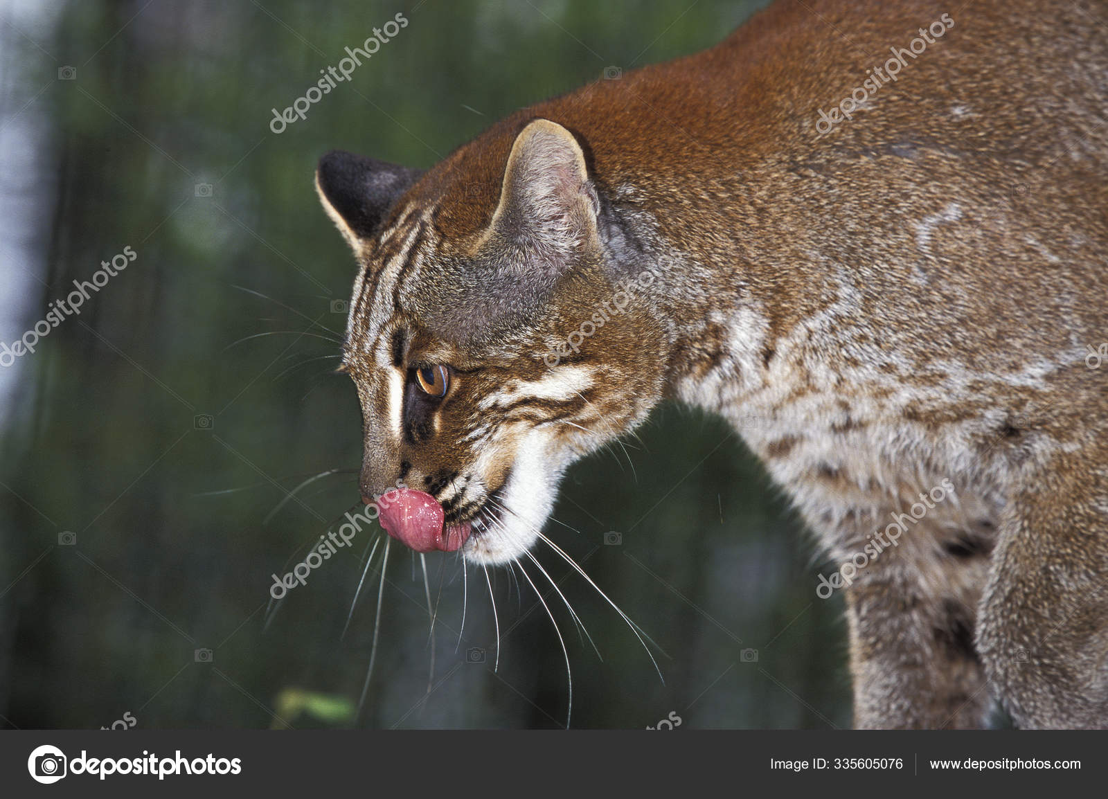 Chat Dore D Asie Catopuma Temmincki Stock Photo Image By C Slowmotiongli