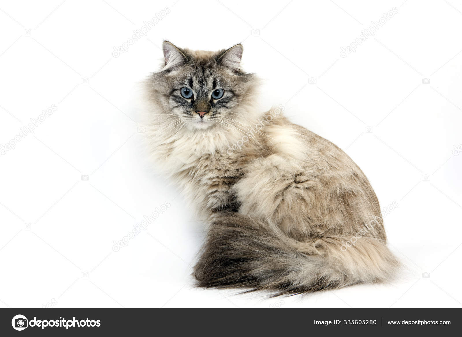 Chat Siberien Stock Photo Image By C Slowmotiongli