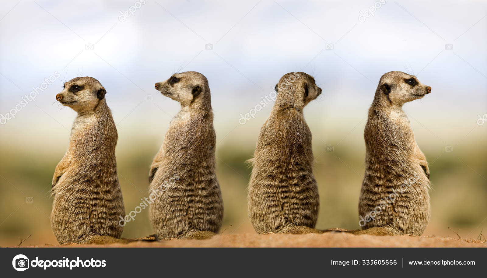Suricate Suricata Suricatta Stock Photo By C Slowmotiongli Suricate Suricata Suricatta Stock Photo By C Slowmotiongli