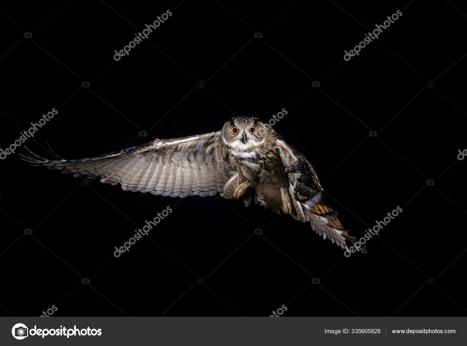 Hibou Grand Duc D Europe Bubo Bubo Stock Photo By C Slowmotiongli