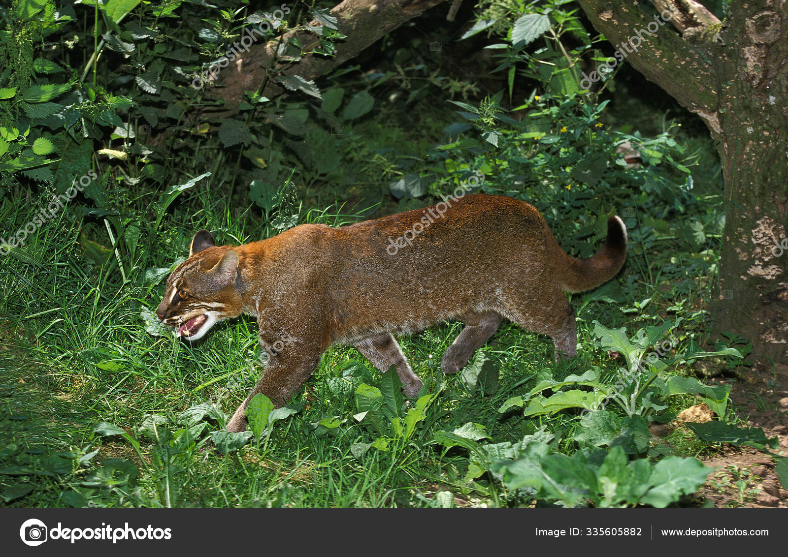 Chat Dore D Asie Catopuma Temmincki Stock Photo Image By C Slowmotiongli