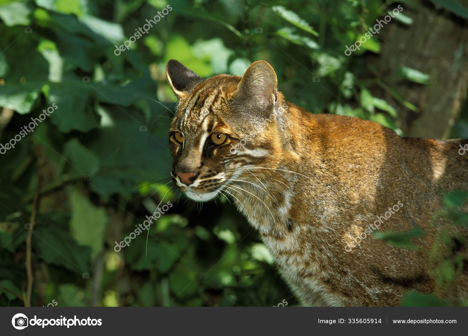 Chat Dore D Asie Catopuma Temmincki Stock Photo Image By C Slowmotiongli