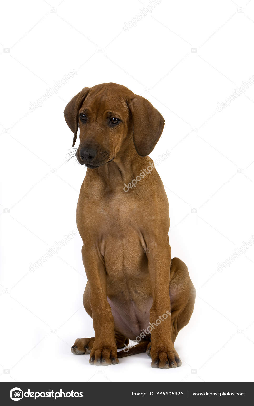 RHODESIAN RIDGEBACK — Stock Photo © slowmotiongli #335605926 - Main Image