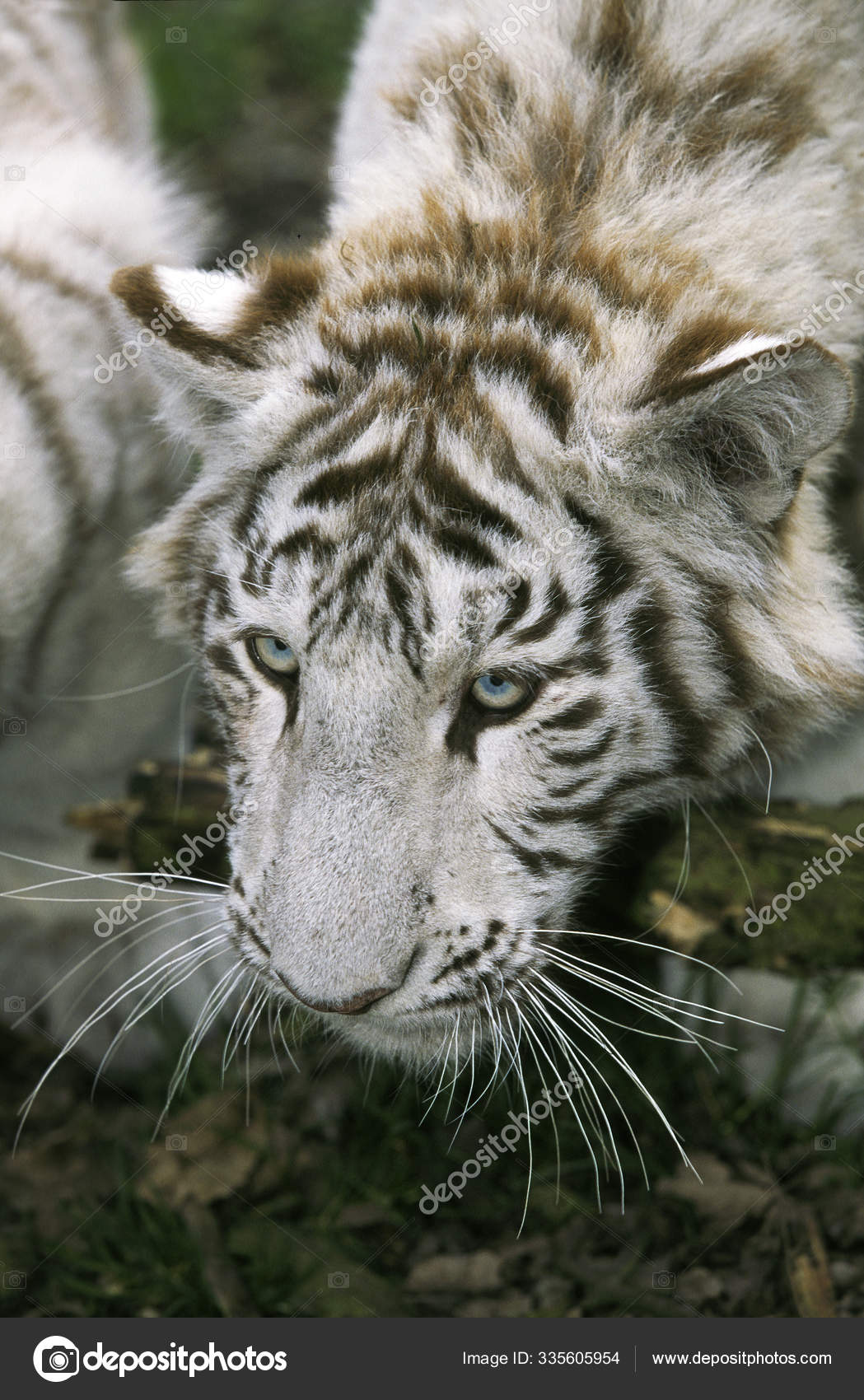 Cabeza De Tigre Blanco Imagenes Fotos De Stock Libres De Derechos Depositphotos
