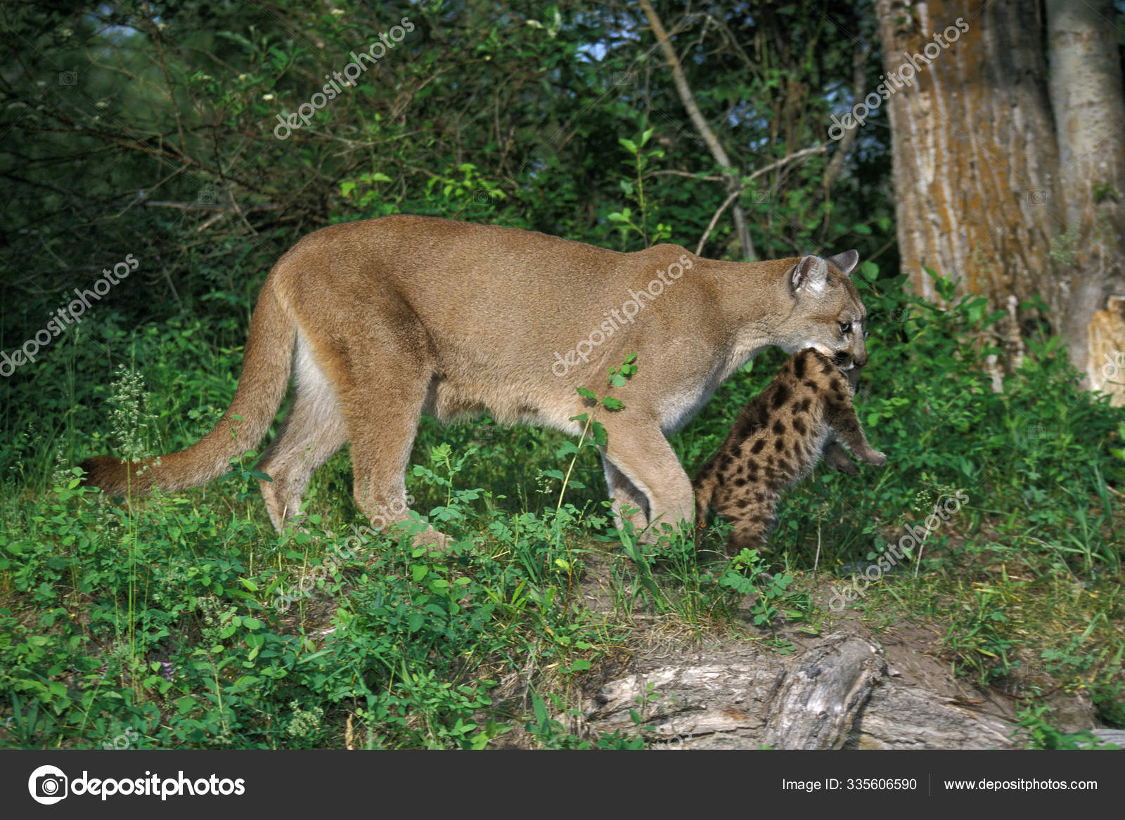 puma (puma concolor)