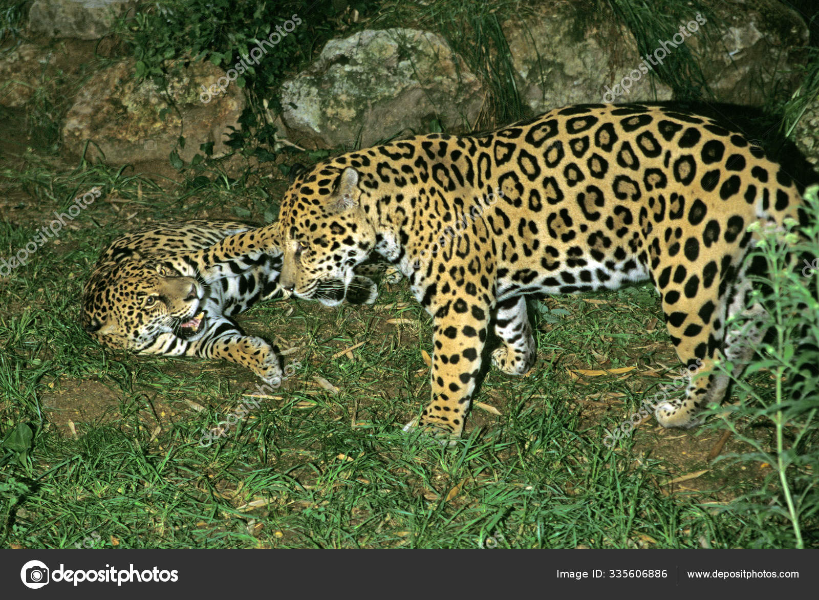 ᐈ Jaguar Stock Images Royalty Free A A Jaguar Pictures Download On Depositphotos ᐈ Jaguar Stock Images Royalty Free A A Jaguar Pictures Download On Depositphotos