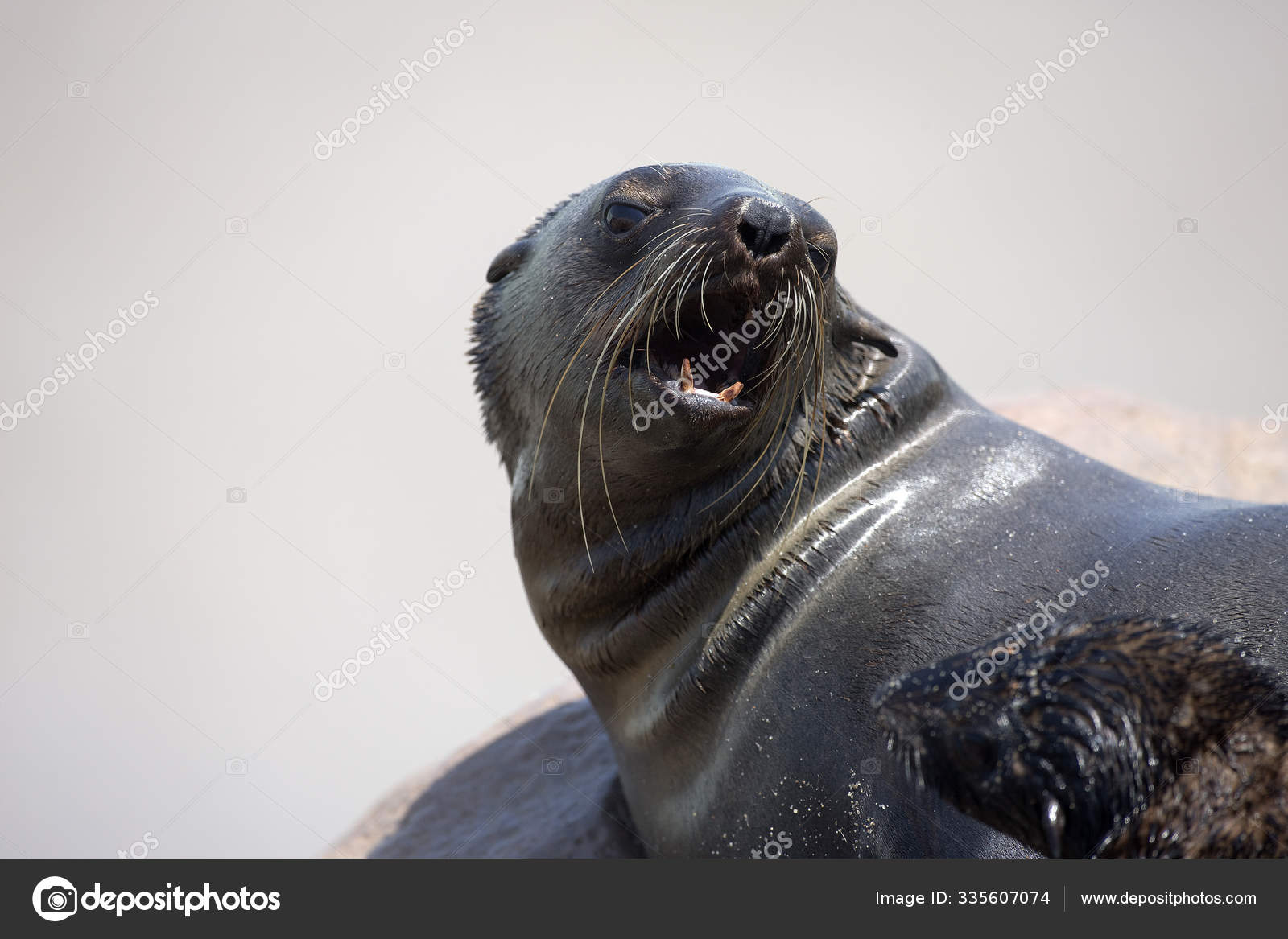 South African Fur Seal Pictures South African Fur Seal Stock Photos Images Depositphotos