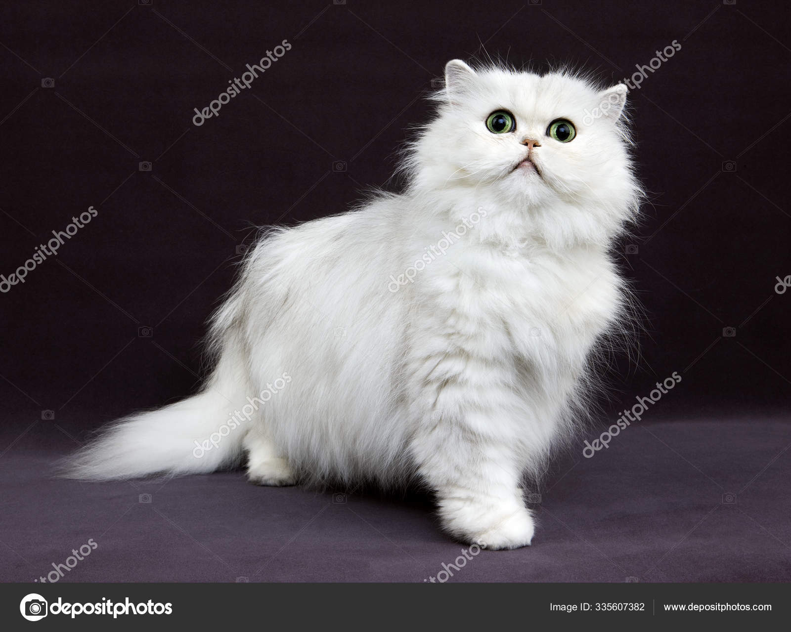 Chat Persan Chinchilla