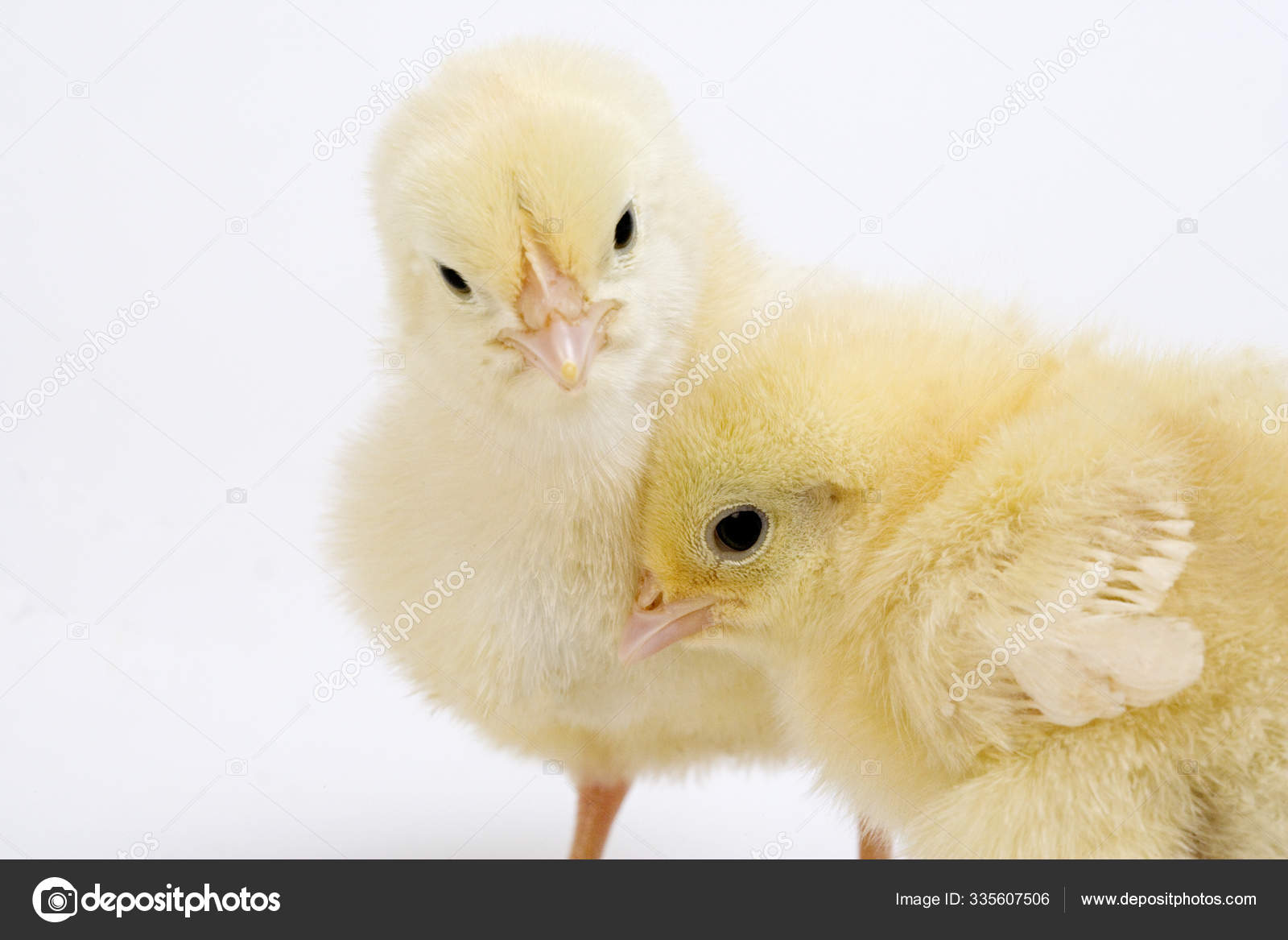 Poussin Pictures Poussin Stock Photos Images Depositphotos