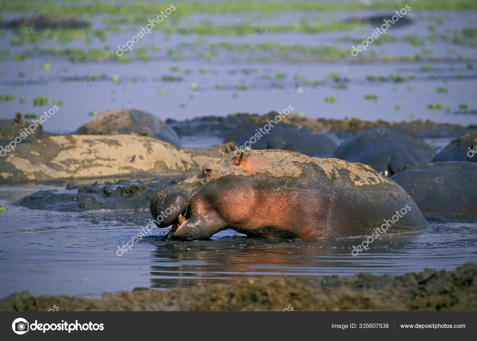 Hippopotame Hippopotamus Amphibius Stock Photo Image By C Slowmotiongli Hippopotame Hippopotamus Amphibius Stock Photo Image By C Slowmotiongli