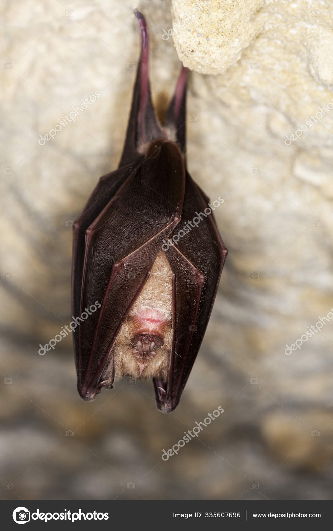 Grand Rhinolophe rhinolophus ferrumequinum — Стокове фото