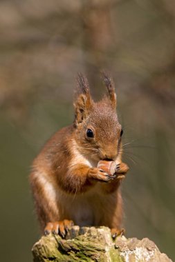 Ecureuil Roux Sciurus vulgaris