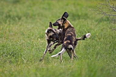 Lycaon Lycaon Pictus