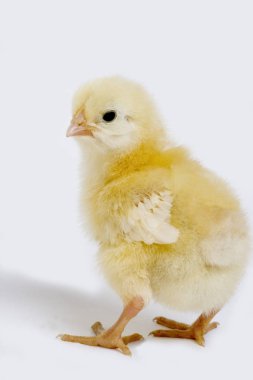 Poussin.