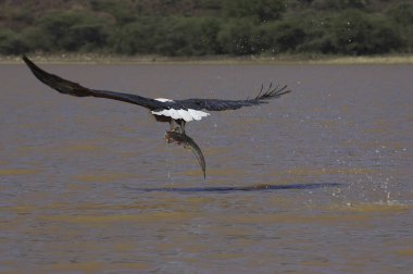 Aigle Pecheur D 'Afrique haliaeetus vocifer