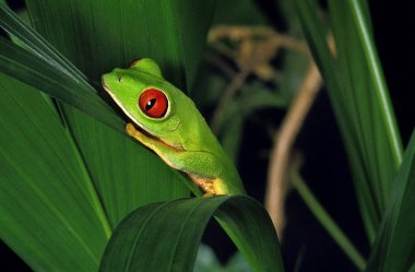 Rainette Aux Yeux Rouges agalychnis callidryas
