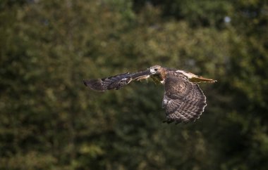 BUSE A QUEUE ROUSSE buteo jamaicensis