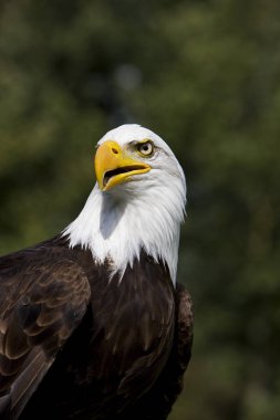 Pygargue A Tete Blanche haliaeetus leucocephalus