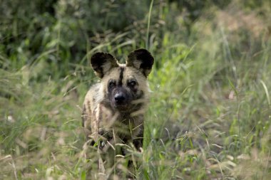 Lycaon Lycaon Pictus