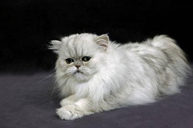 Persan Chinchilla gümüşü