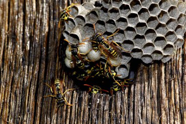 Guepe Commune vespula vulgaris