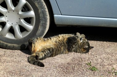 CHAT DANGER VOITURE