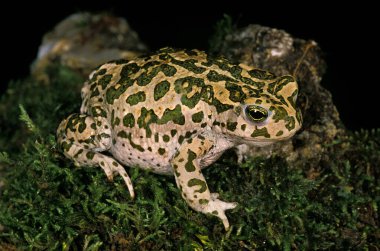 Crapaud Vert bufo viridis