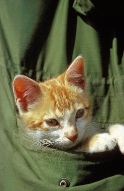 Europeen Roux et Blanc