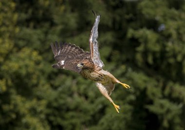 BUSE A QUEUE ROUSSE buteo jamaicensis