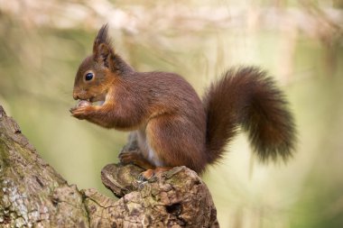 Ecureuil Roux Sciurus vulgaris