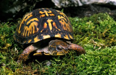 Tortue Boite De Caroline Terrapene Carolina Karolina