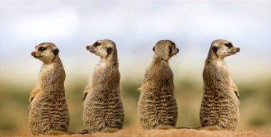 Suricata suricatta