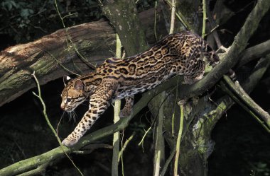 Ocelot Leopardus Pardalis